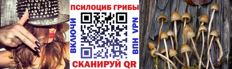 МЕГА вход где купить наркоту Мещовск Псилоцибиновые грибы мухоморы